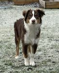 MAS Miniature American Shepherd