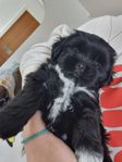 Shih-tzu mix 