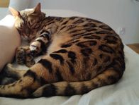 Bengalkatt omplacering 