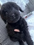 Leveransklar cavapoo-blandis 