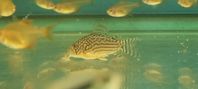 corydoras sterbai simillis cw010