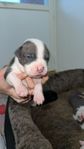 American bully valpar Xl