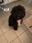  Cavapoo valp 8 mån