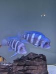 Cyphotilapia Frontosa mpimbwe blue