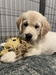 Golden Retriever Valp