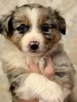 Miniature american shepherd 