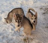 Siberian husky valpar till aktiva hem