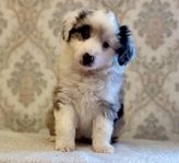 Miniature american shepherd 