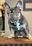 Champion fransk bulldog 