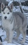 en siberian Husky han valp till salu 