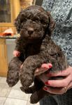 Brun multi labradoodle tik redo att flytta 23 jan