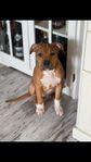 Amstaff 