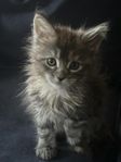 Maine Coon