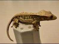 Ögonfransgecko