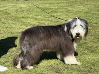 Bearded collie tik och hane