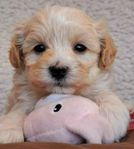 Maltipoo