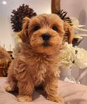 Maltipoo