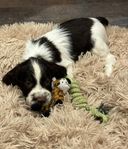 Engelsk Springer Spaniel