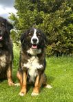 blandras leonberger/ Berner sennen