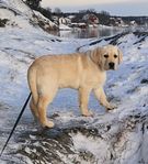 Labrador Retriever valp