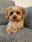 Cavapoo