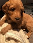 Leveransklar Goldendoodle 