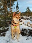 Omplacering: Shiba Inu, 6 år gammal (kastrerad hane)