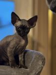 Devon Rex