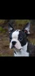 Bostonterrier 