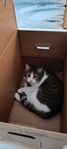 Urgent: Sweet outside cat needs new home