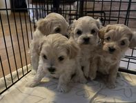 MALTIPOO Malteser/Pudel