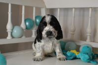 Cocker spaniel hane valp