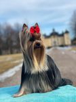 Yorkshireterrier valpar väntas vecka 3