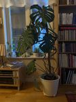 Monstera med kruka