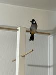 Bulbul 