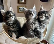 Maine coon kattungar 