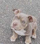 American Bully Tik