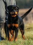 Rottweiler tik 5 månader