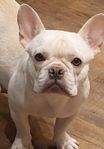 Fransk bulldog hona creme platinum med stamtavla  