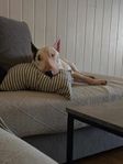 Bullterrier hane