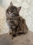 Ragdoll/maine coon hona