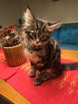 Maine Coon mix kattungar