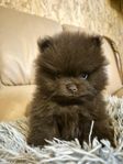 pomeranian valp 