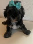 Maltipoo valp hane 