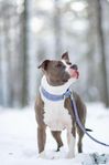 American Staffordshire Terrier SKK