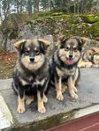 finsklapphund 