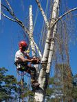 Arborist, träd, trädgård