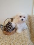 Maltipoo valpar 