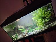 akvarium med fiskar 