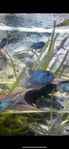 Electric blue acara 